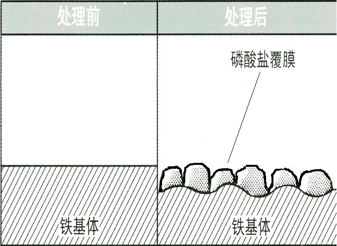 a)磷化膜的生長示意圖.png